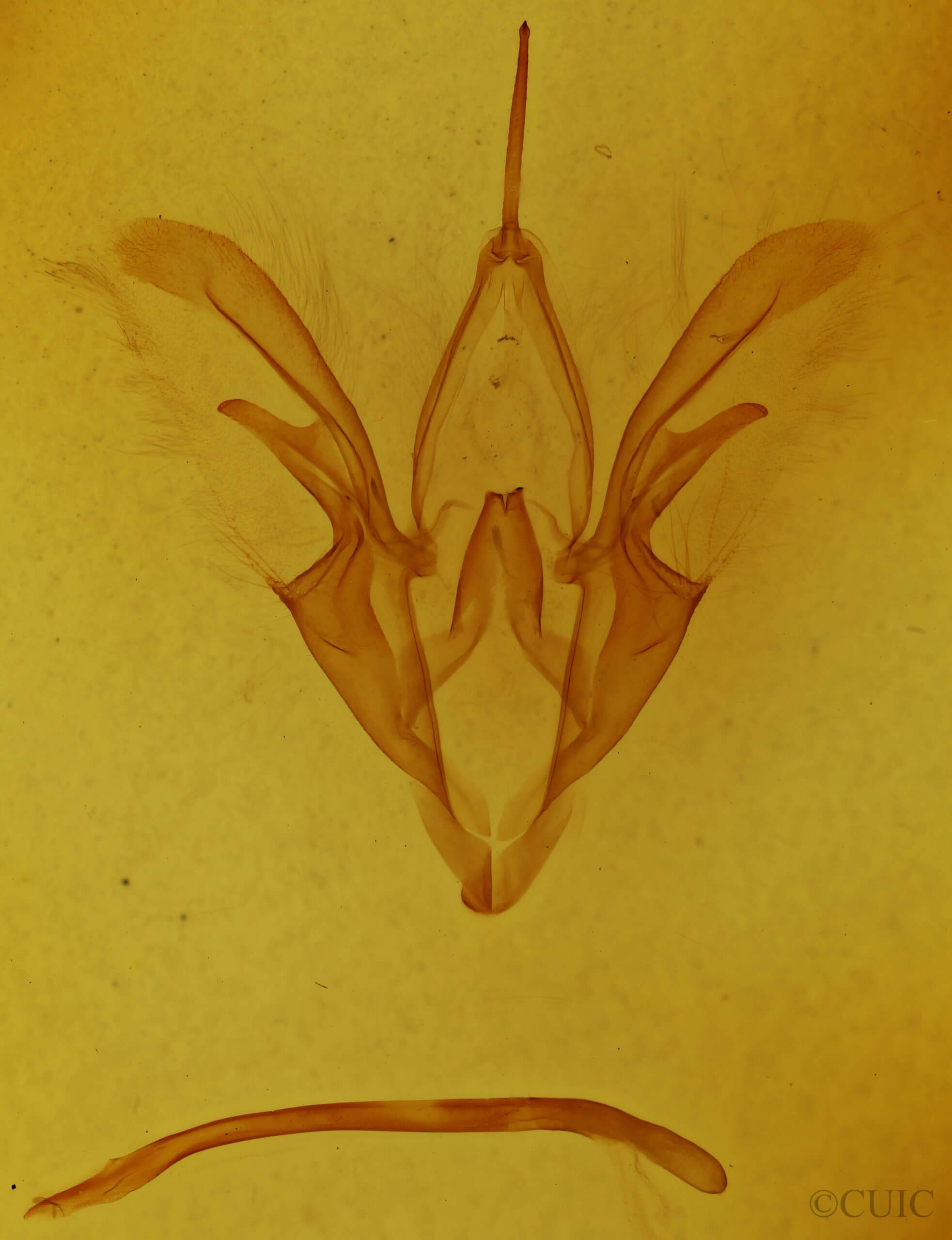genitalia view of adult Catocala andromedae