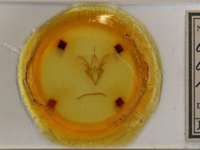 slide view of adult Catocala andromedae