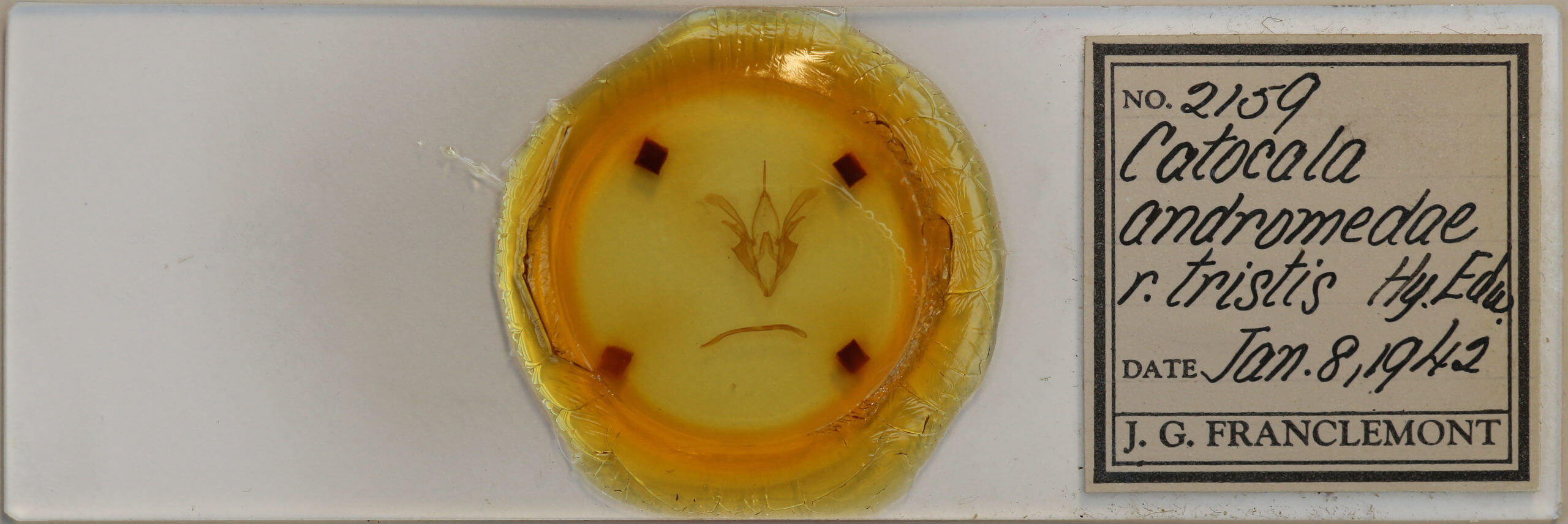 slide view of adult Catocala andromedae