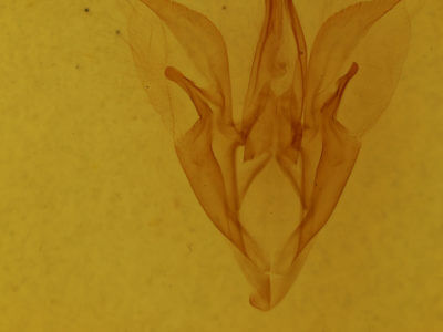 genitalia view of adult Catocala blandula