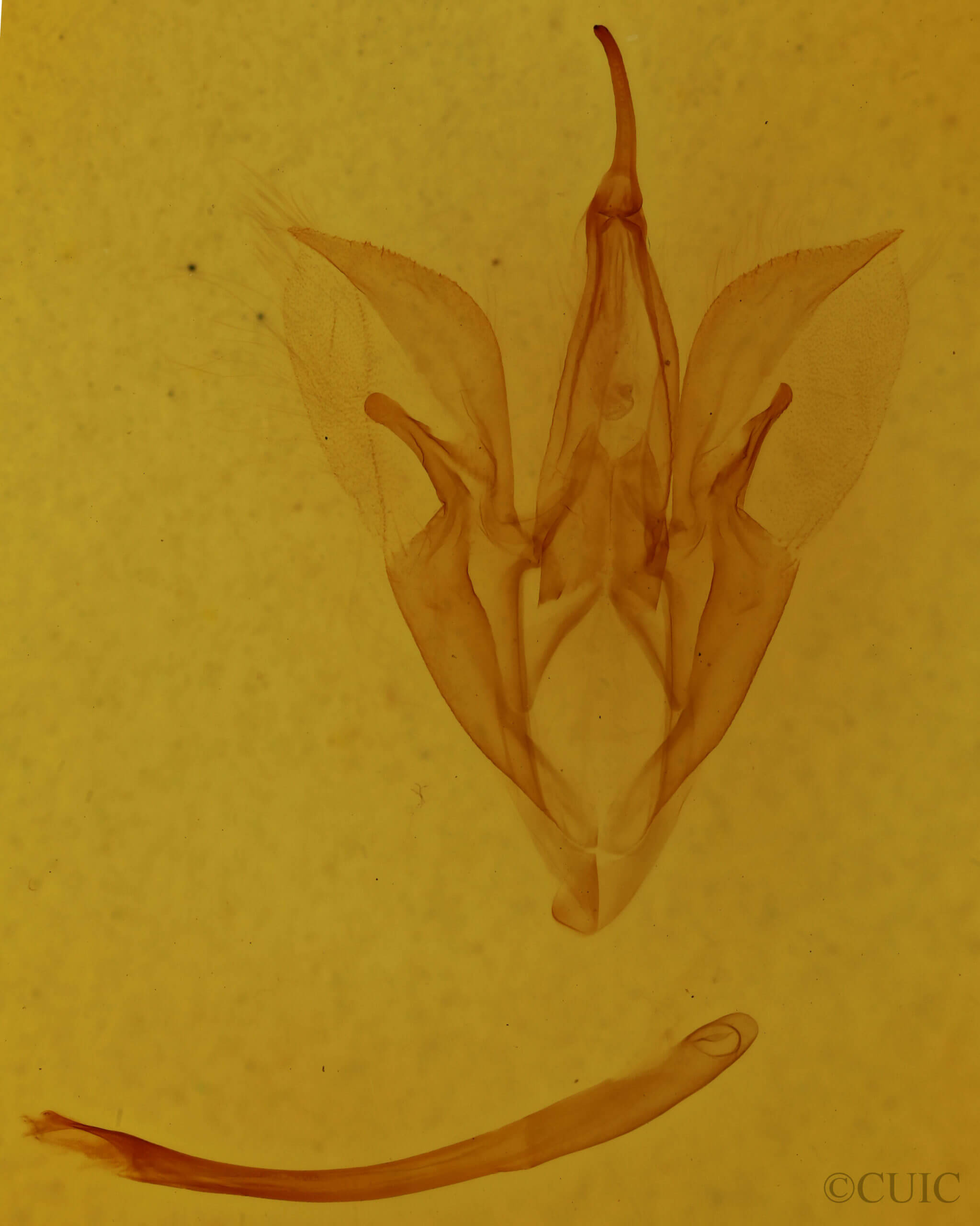 genitalia view of adult Catocala blandula