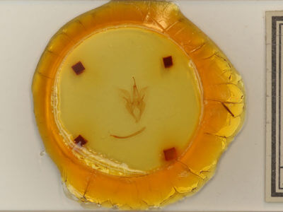 slide view of adult Catocala blandula