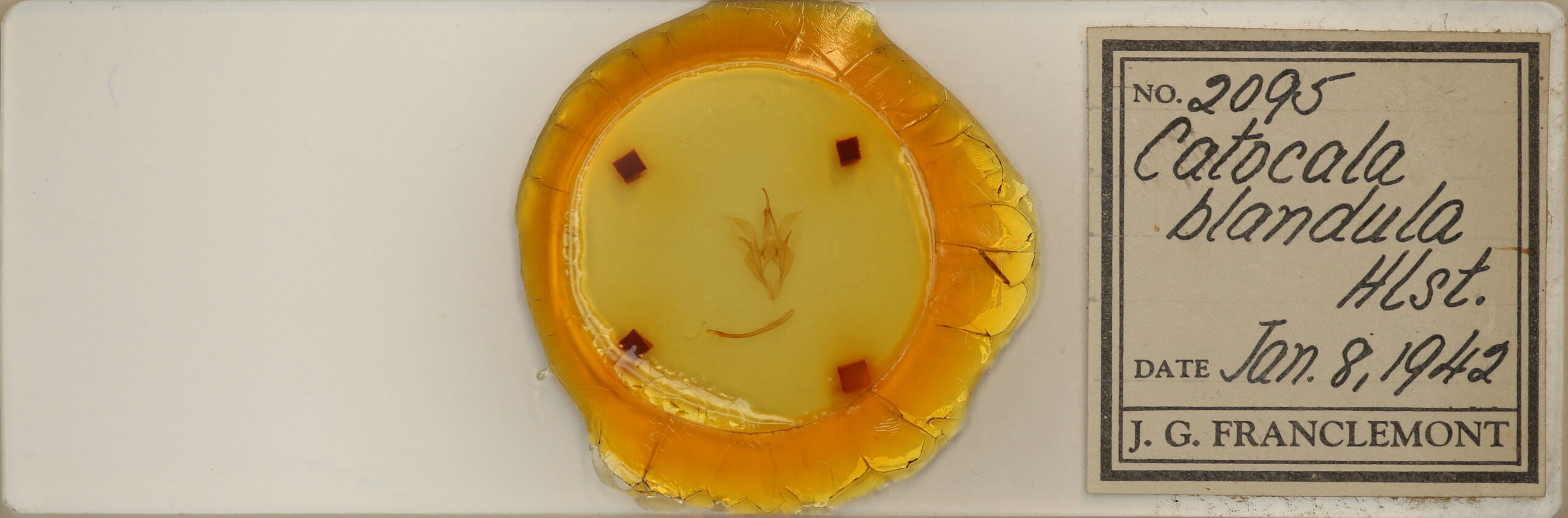 slide view of adult Catocala blandula