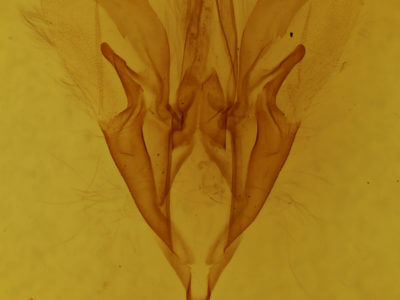 genitalia view of adult Catocala blandula