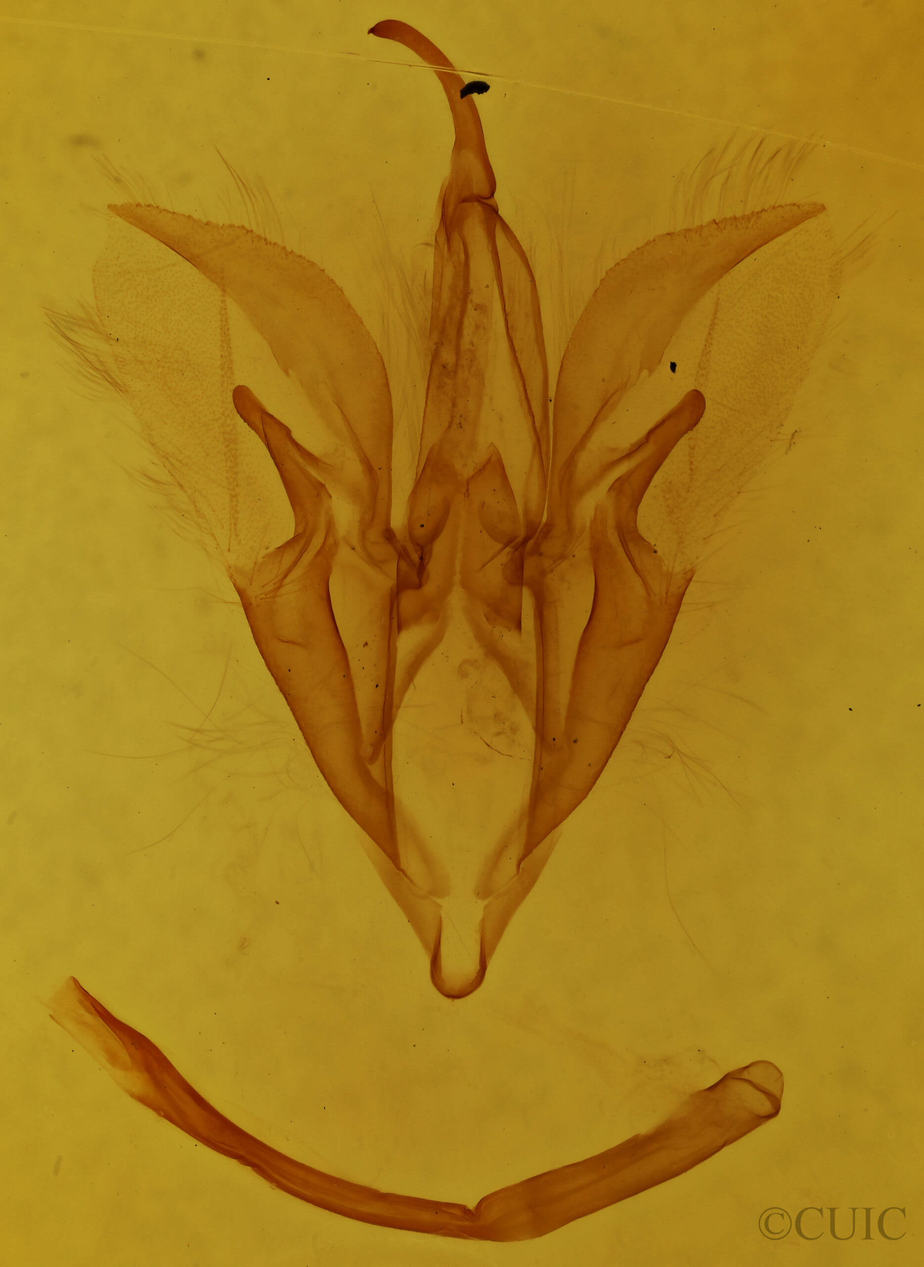 genitalia view of adult Catocala blandula