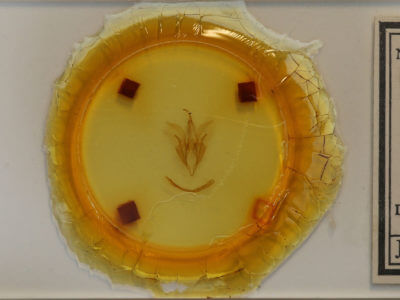 slide view of adult Catocala blandula