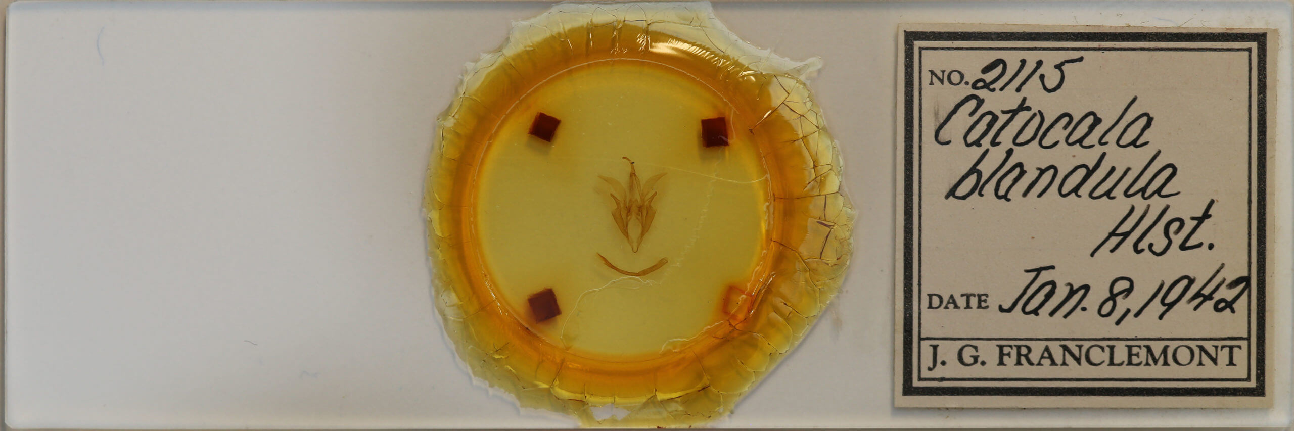 slide view of adult Catocala blandula