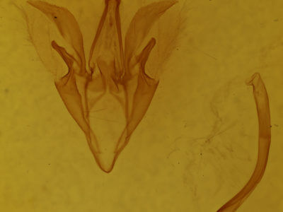 genitalia view of adult Catocala crataegi