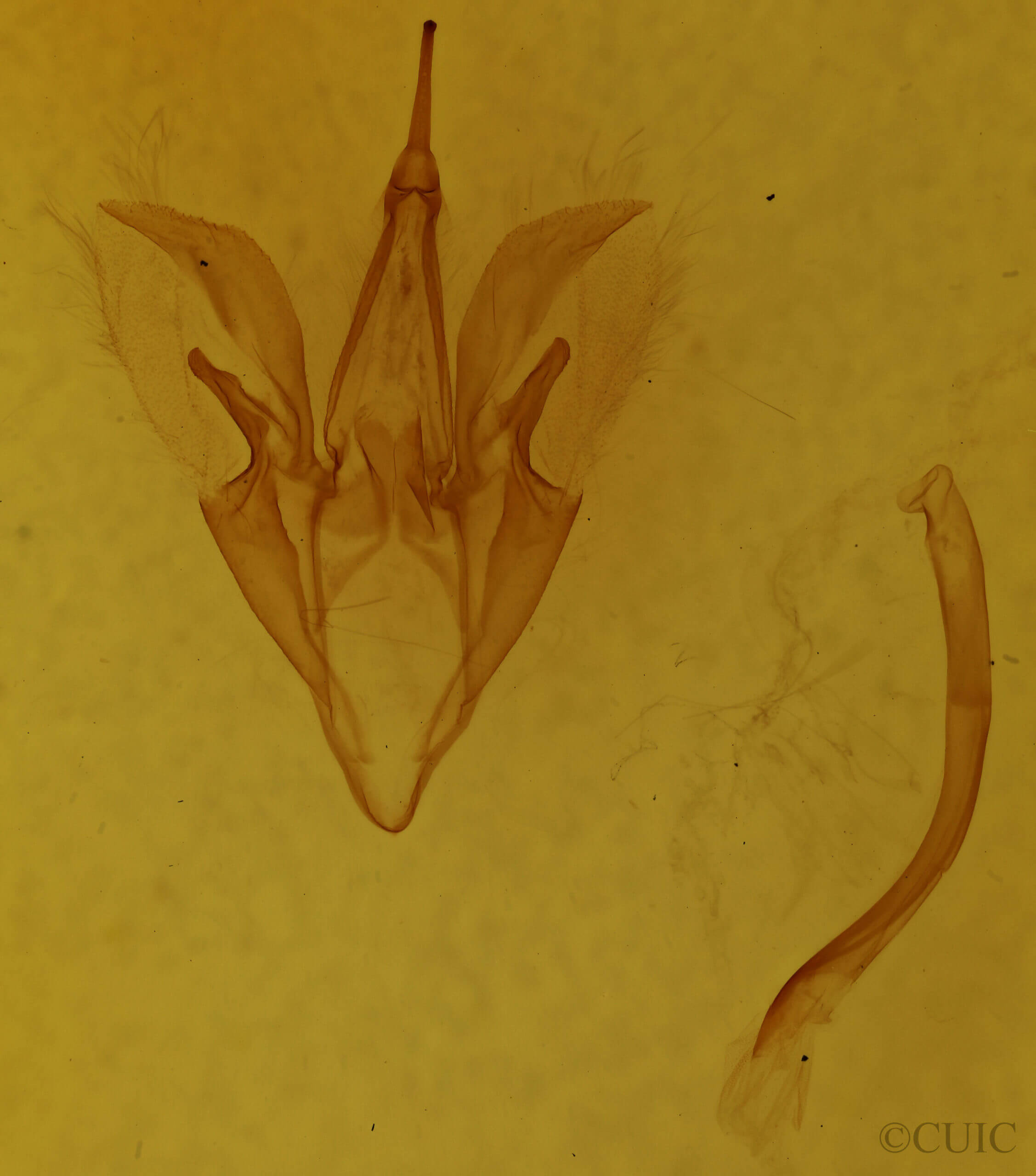 genitalia view of adult Catocala crataegi