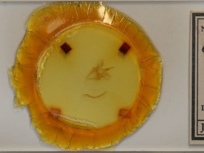 slide view of adult Catocala crataegi