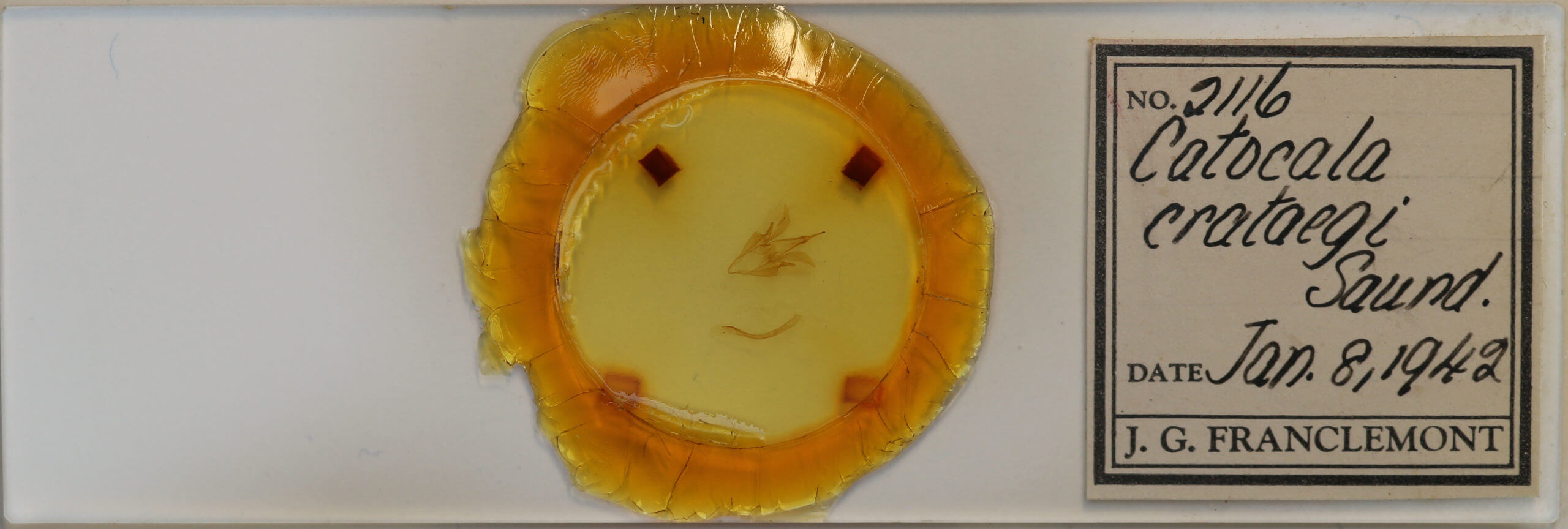 slide view of adult Catocala crataegi