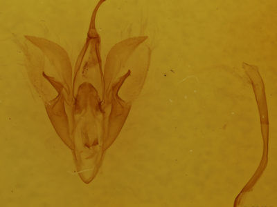 genitalia view of adult Catocala crataegi