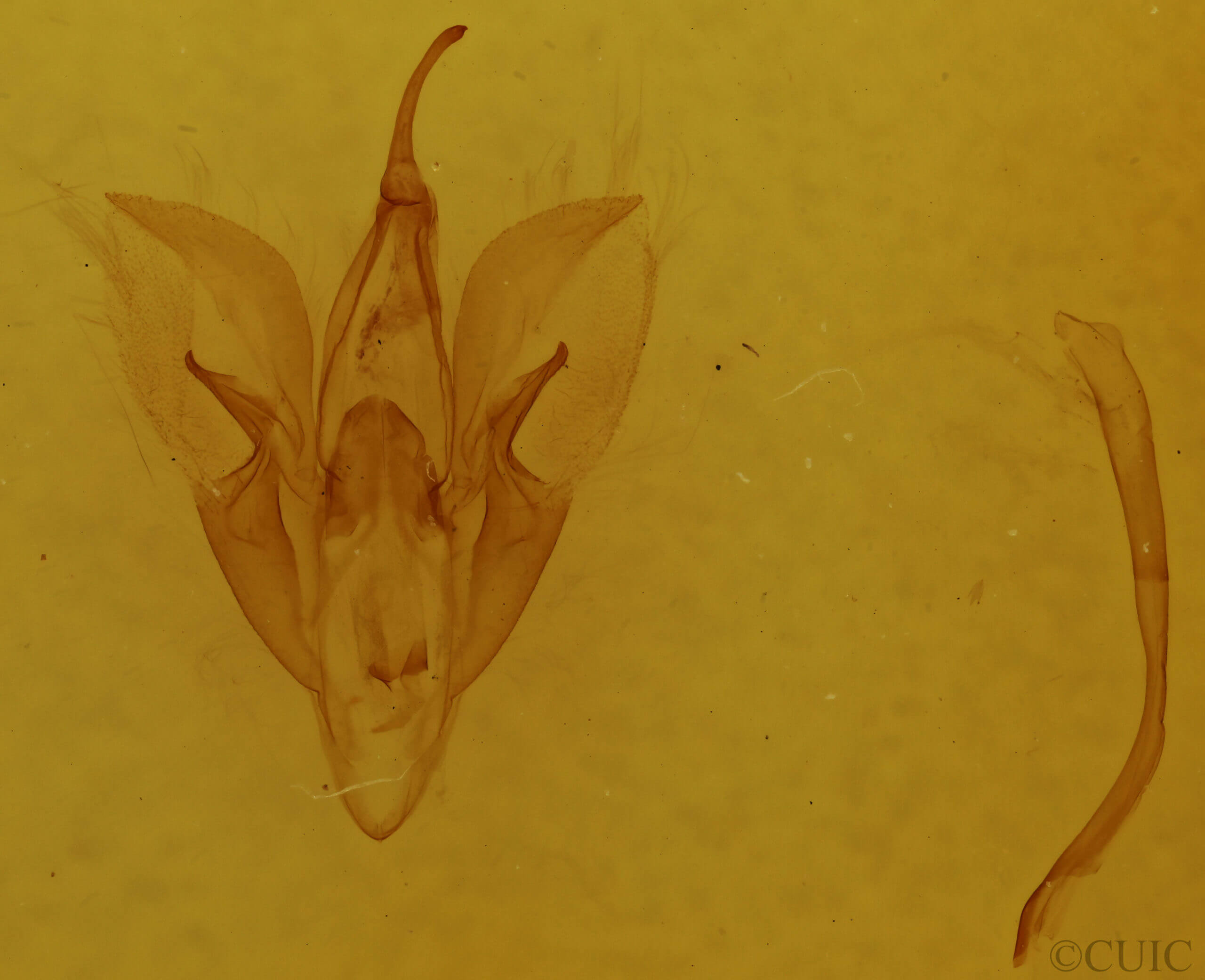 genitalia view of adult Catocala crataegi