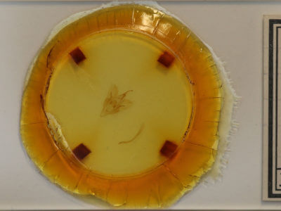 slide view of adult Catocala crataegi