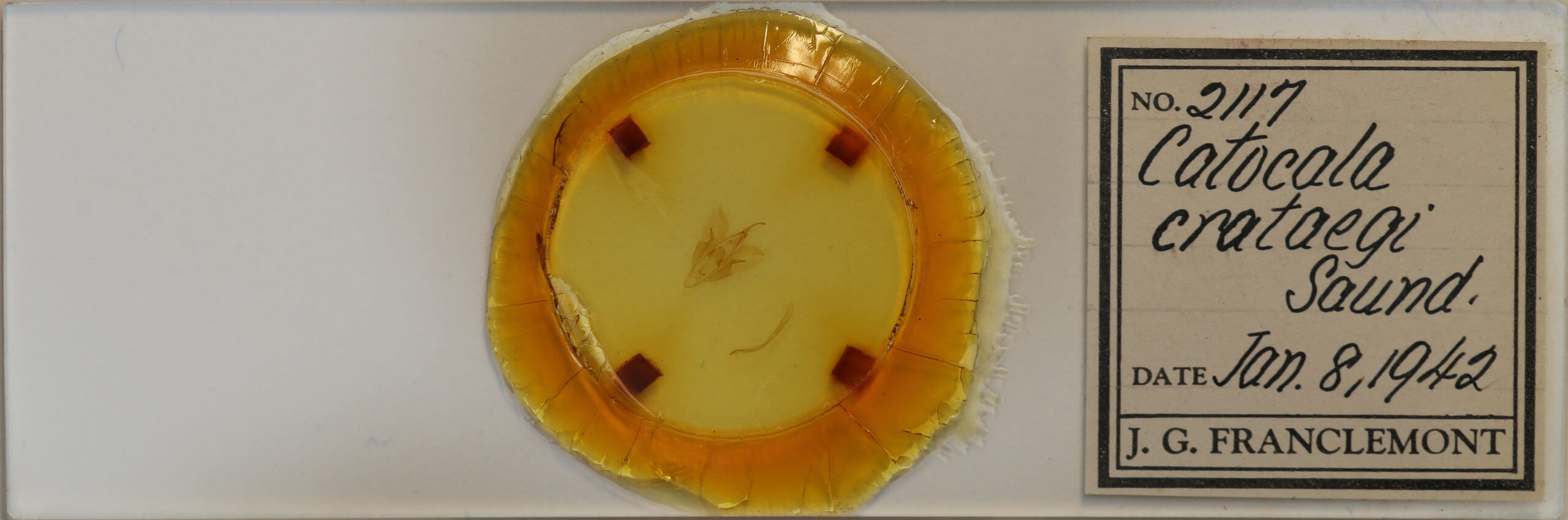 slide view of adult Catocala crataegi