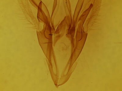 genitalia view of adult Catocala judith