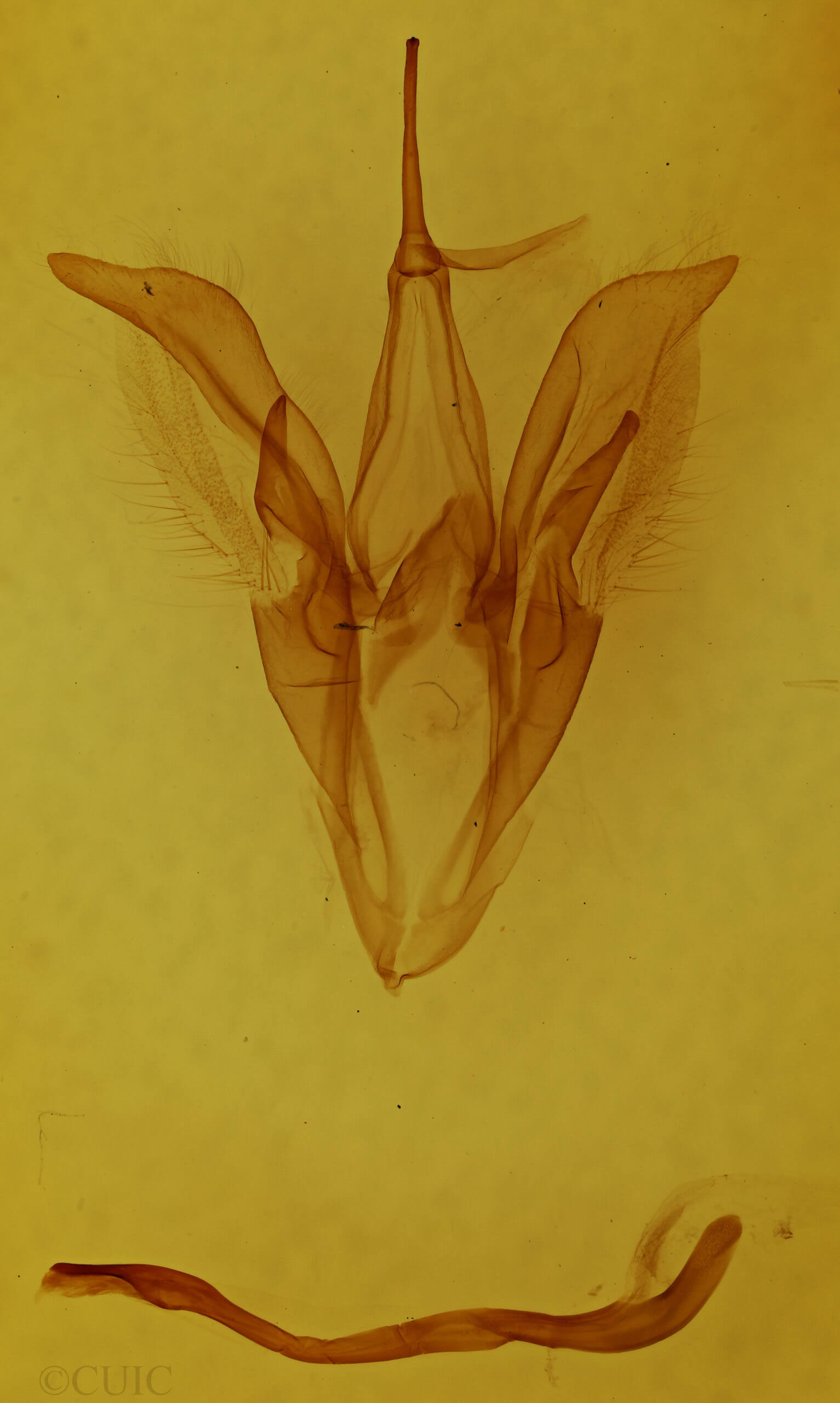 genitalia view of adult Catocala judith