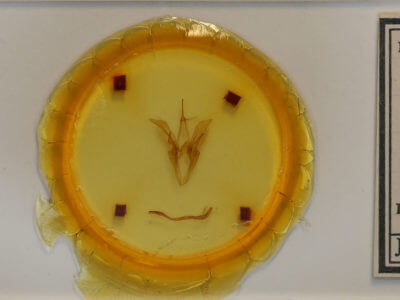 slide view of adult Catocala judith