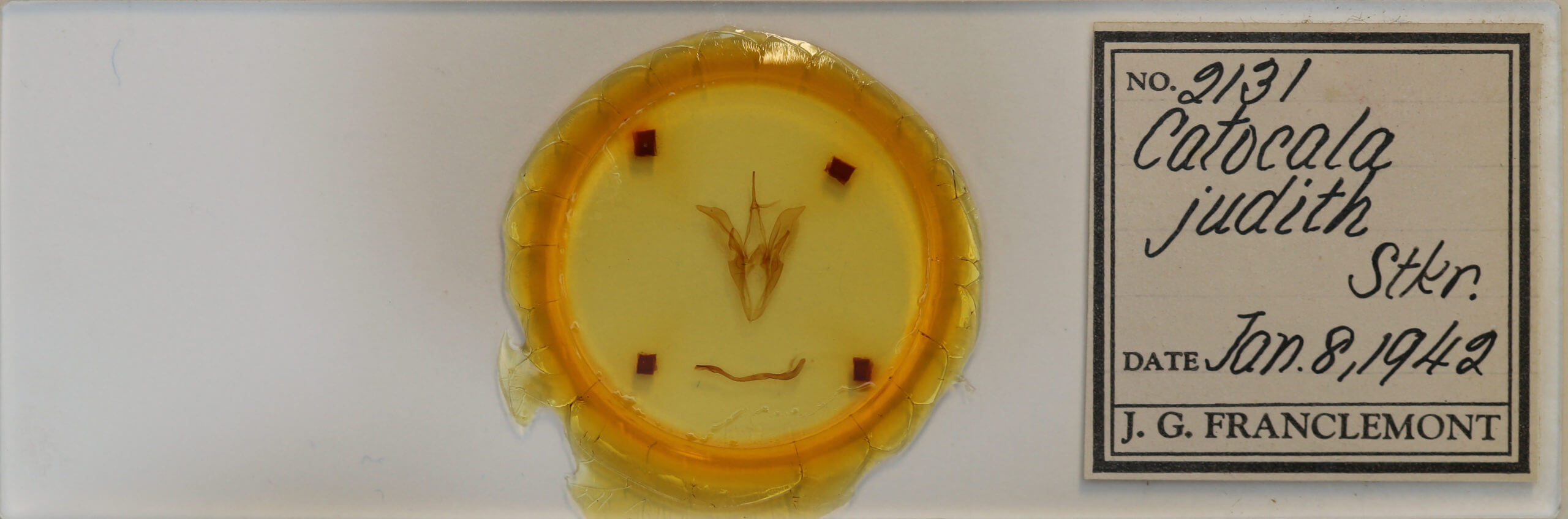 slide view of adult Catocala judith