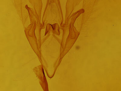 genitalia view of adult Catocala mira