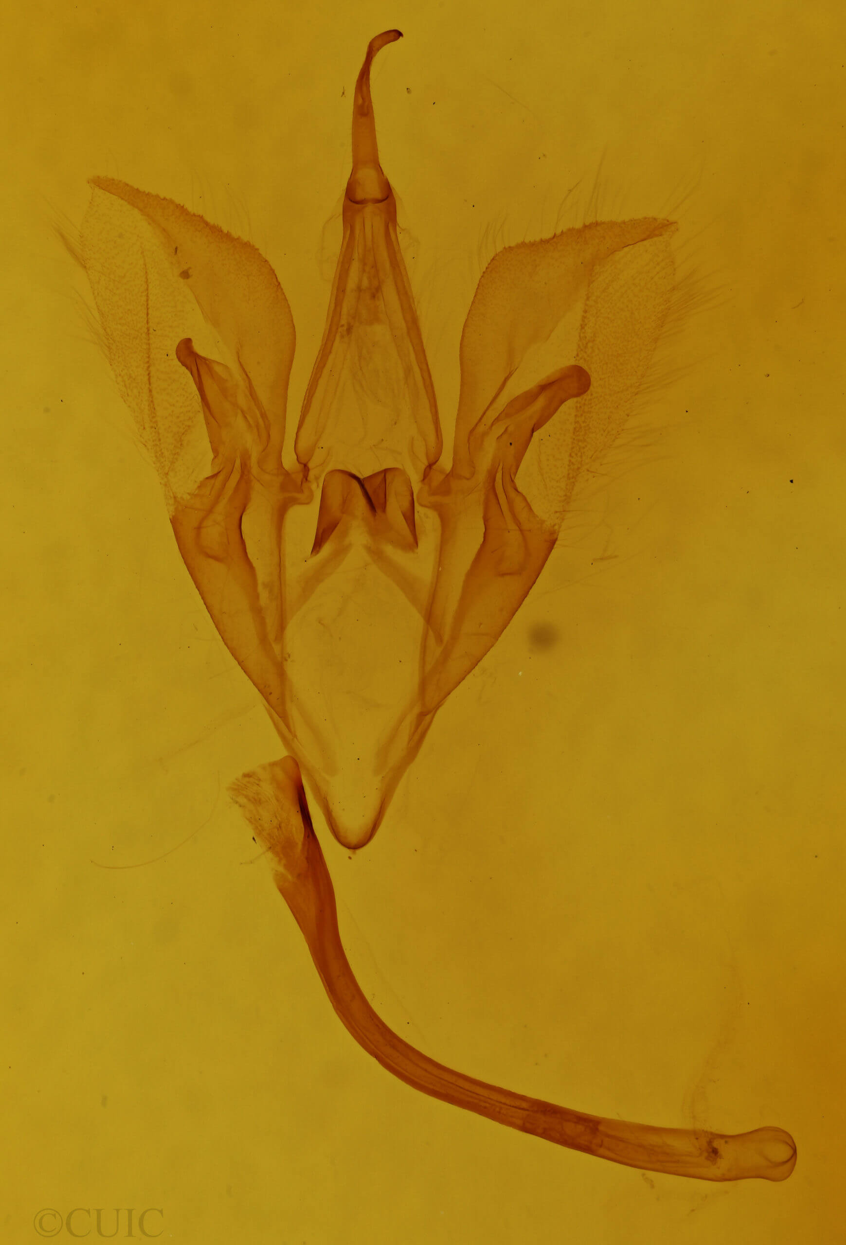 genitalia view of adult Catocala mira