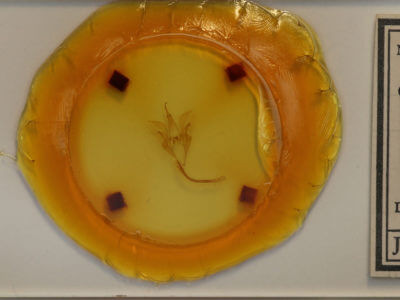 slide view of adult Catocala mira