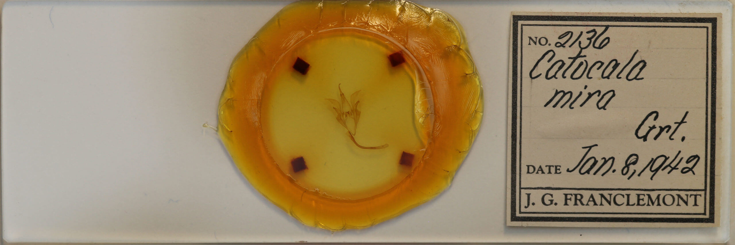 slide view of adult Catocala mira