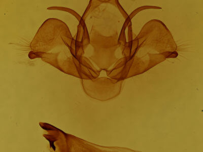 genitalia view of adult Charadra deridens
