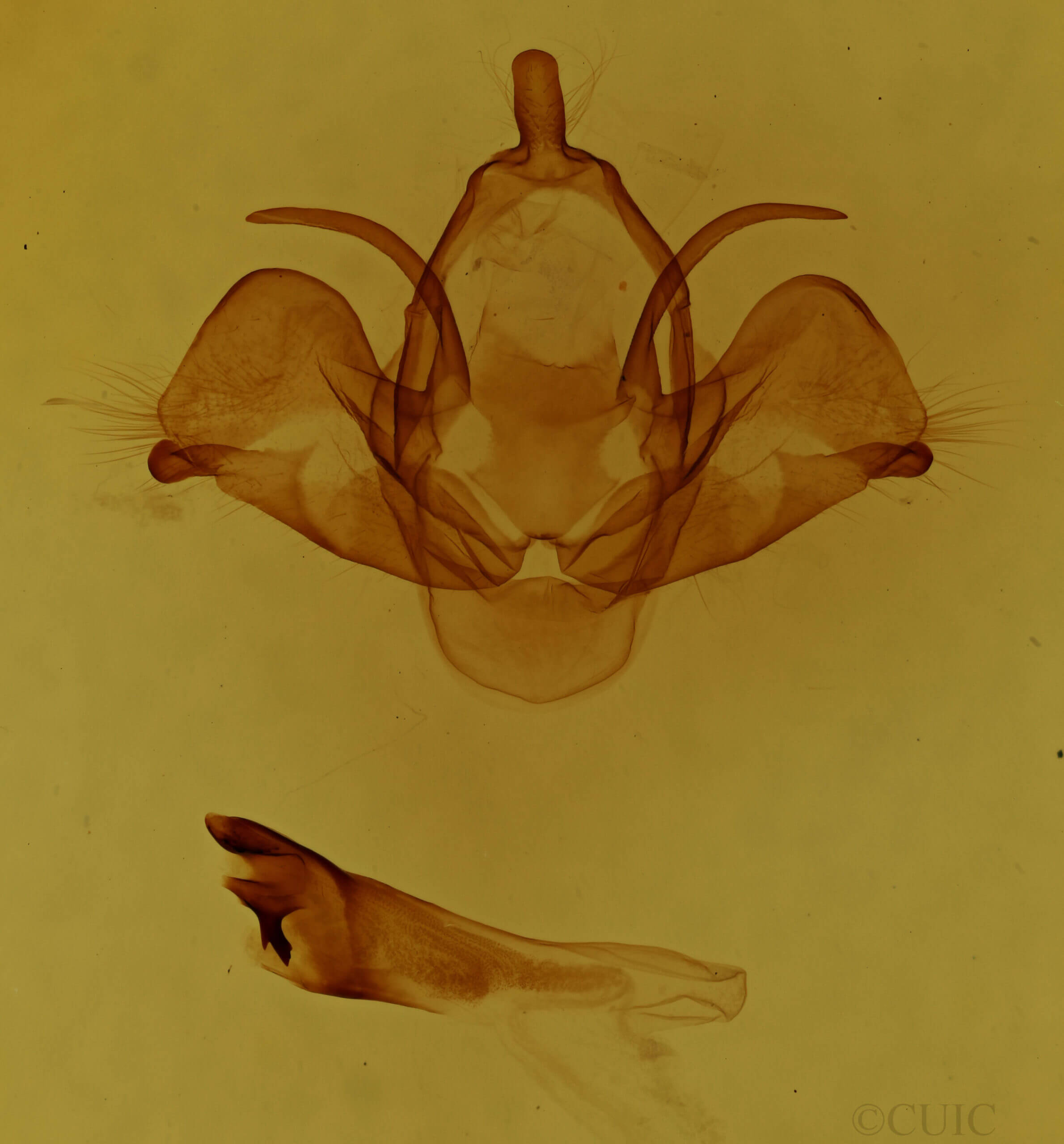 genitalia view of adult Charadra deridens
