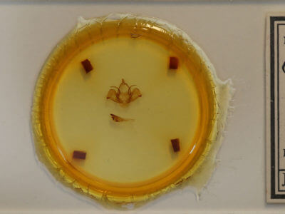 slide view of adult Charadra deridens