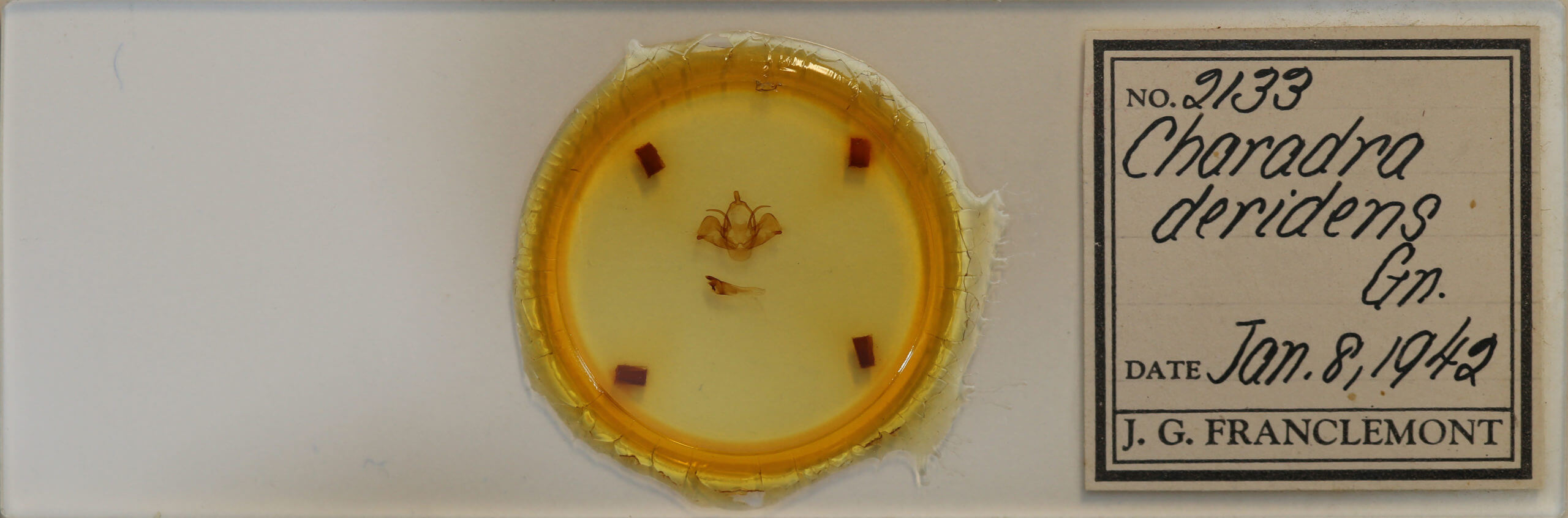 slide view of adult Charadra deridens