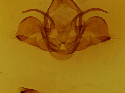genitalia view of adult Charadra deridens