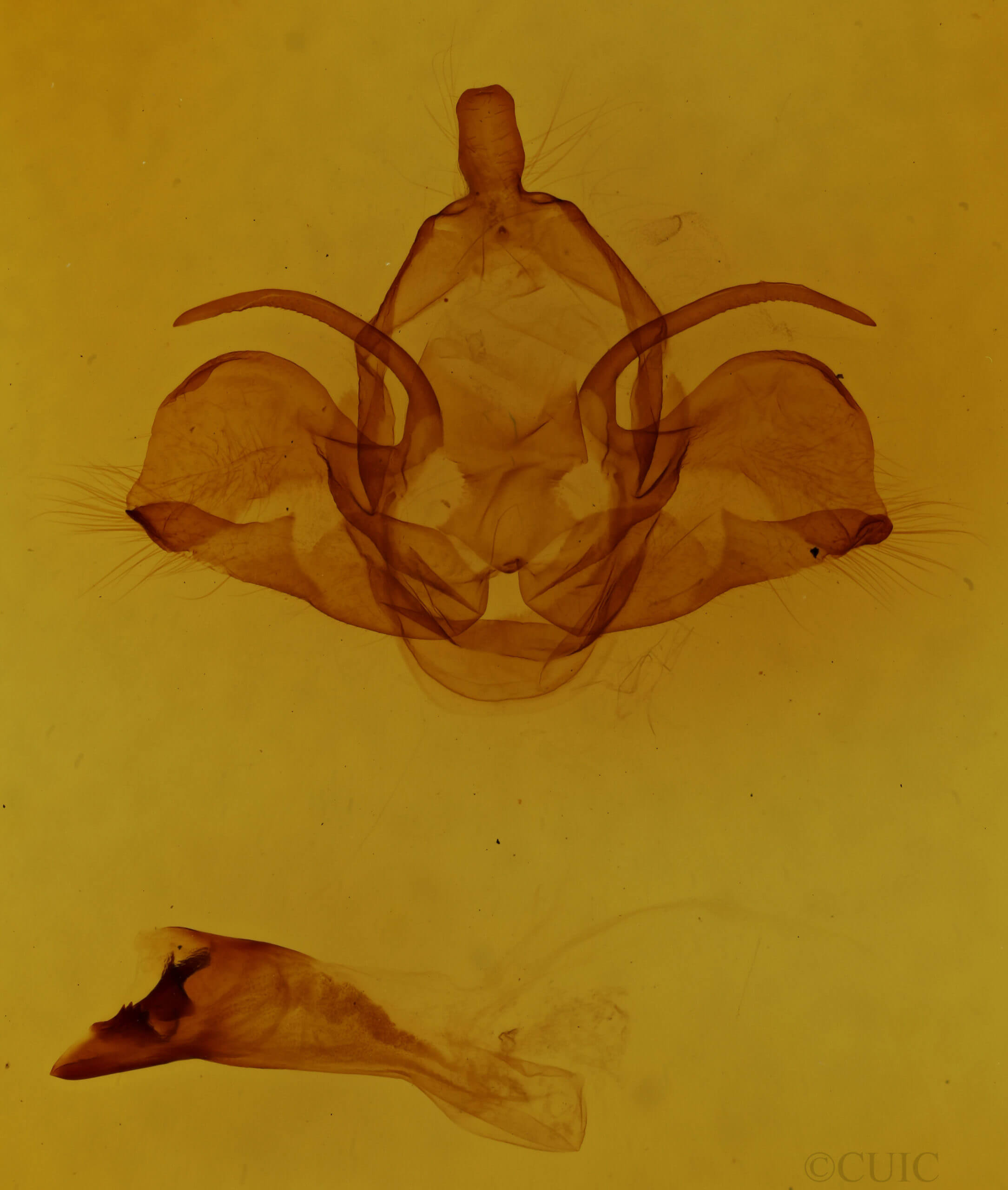 genitalia view of adult Charadra deridens