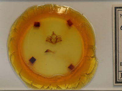 slide view of adult Charadra deridens