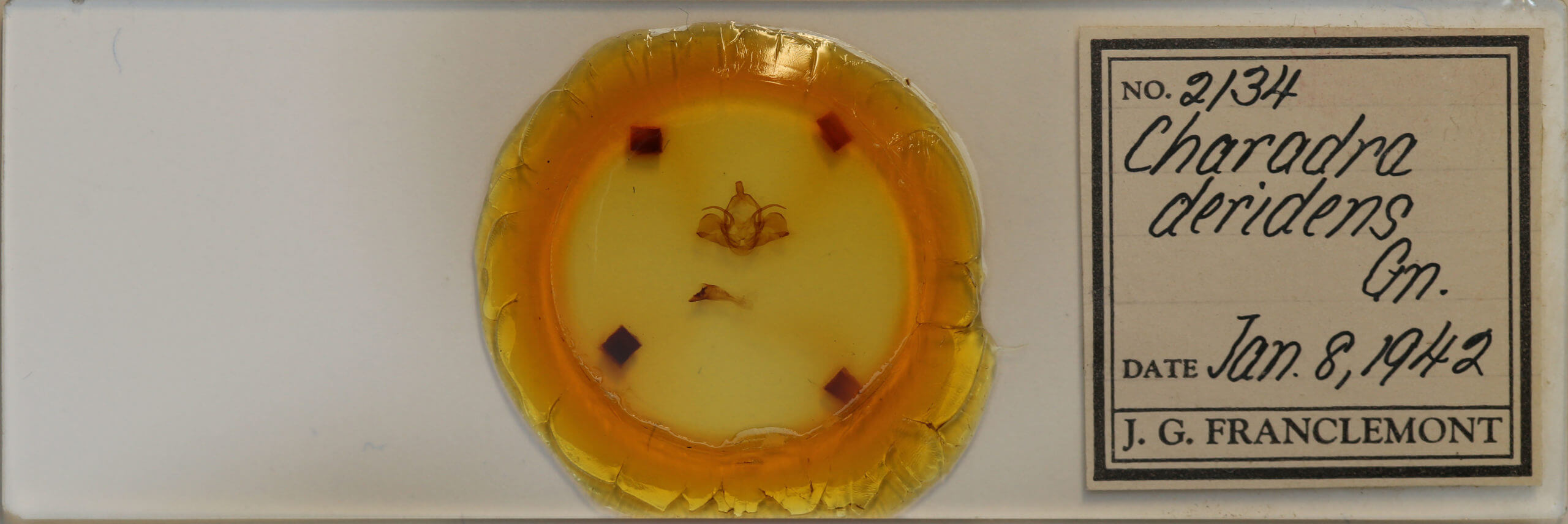 slide view of adult Charadra deridens