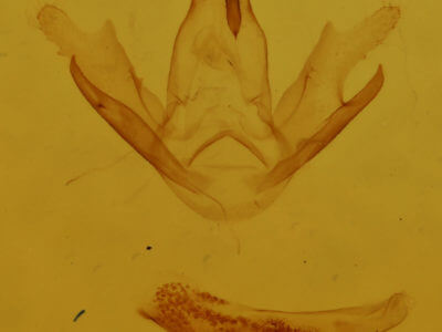 genitalia view of adult Chytolita morbidalis