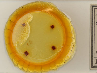 slide view of adult Chytolita morbidalis