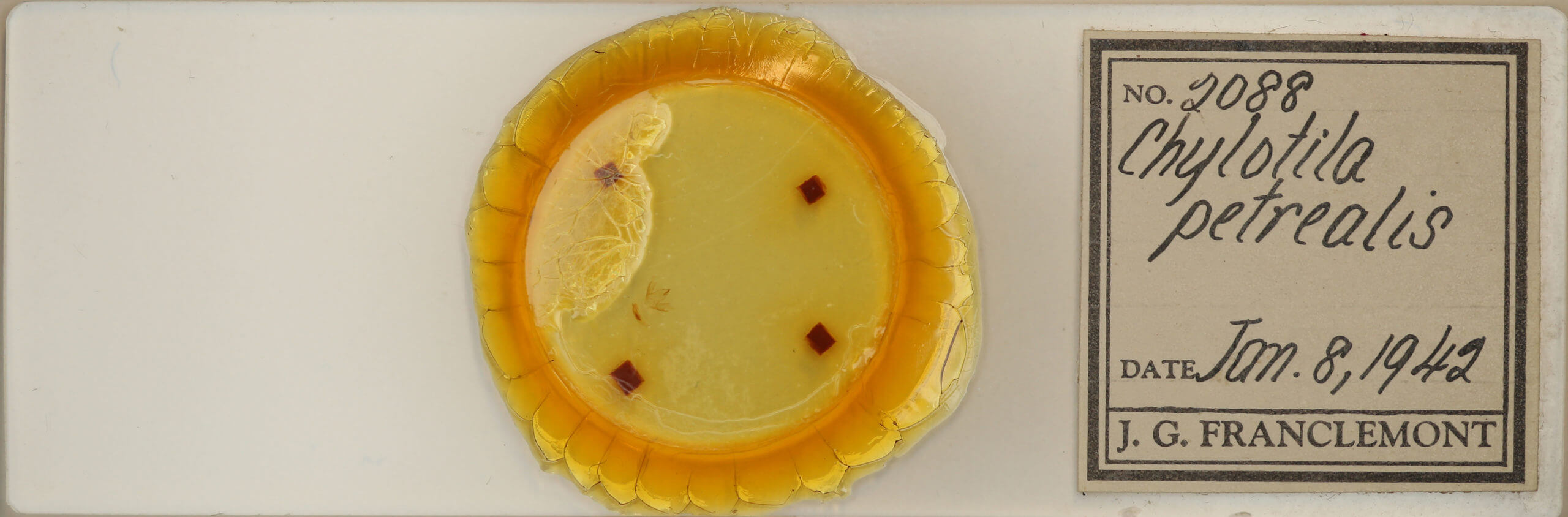 slide view of adult Chytolita morbidalis