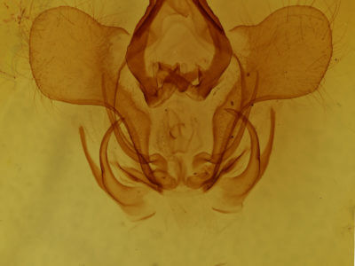genitalia view of adult Cicinnus acuta