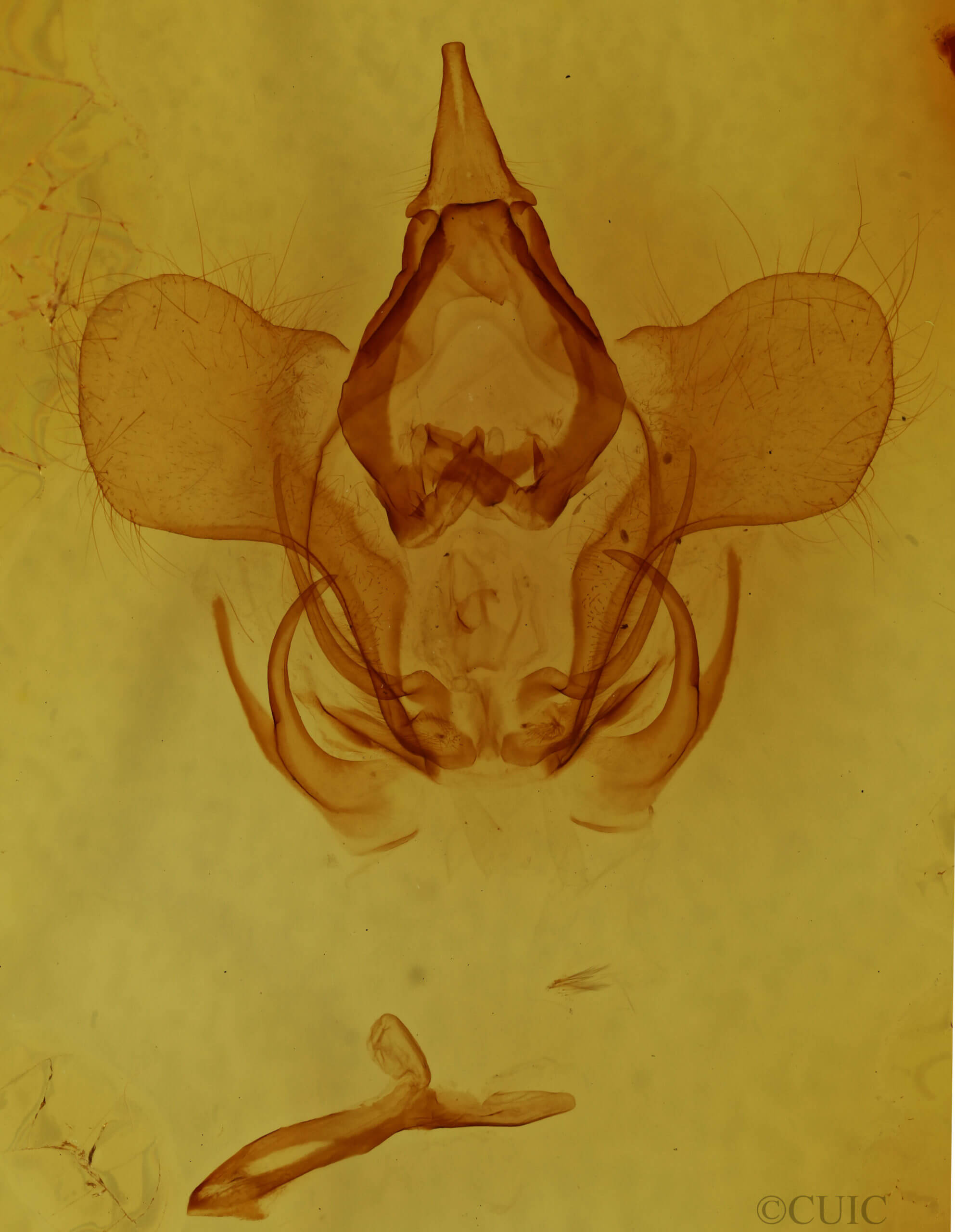 genitalia view of adult Cicinnus acuta