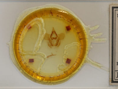 slide view of adult Cicinnus acuta