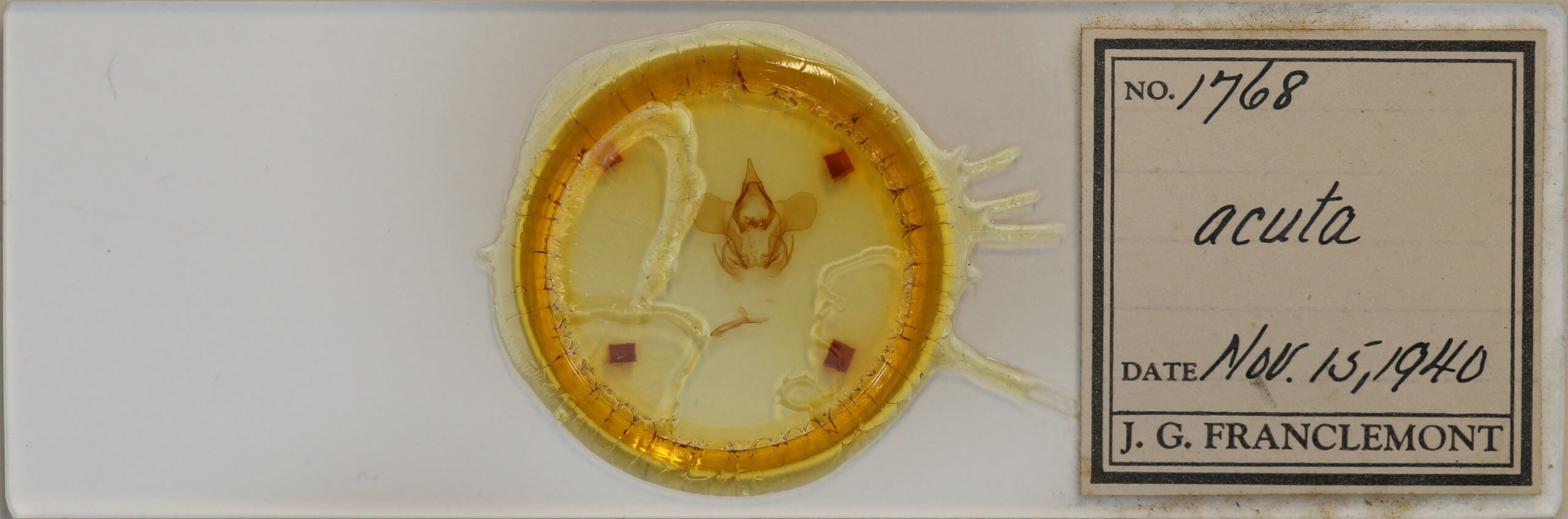 slide view of adult Cicinnus acuta