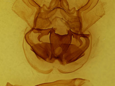 genitalia view of adult Cicinnus incerta