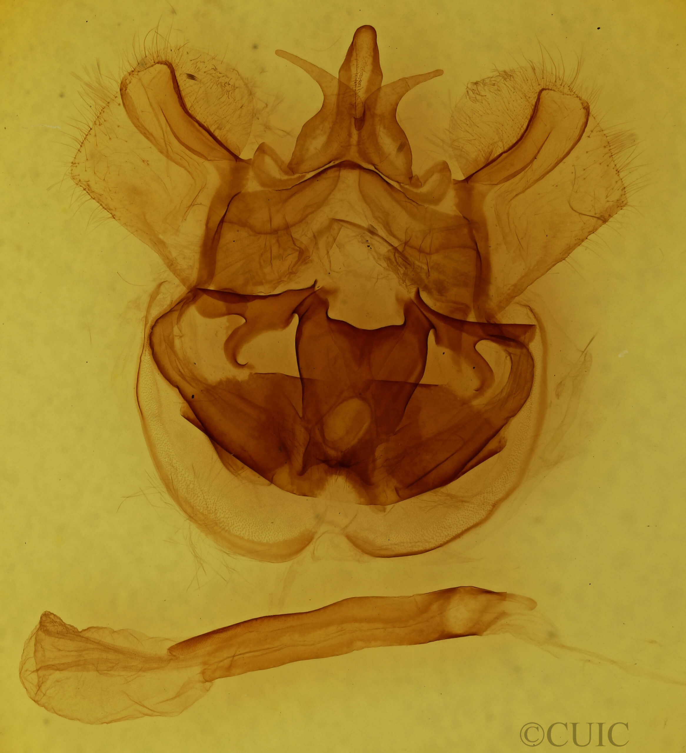 genitalia view of adult Cicinnus incerta