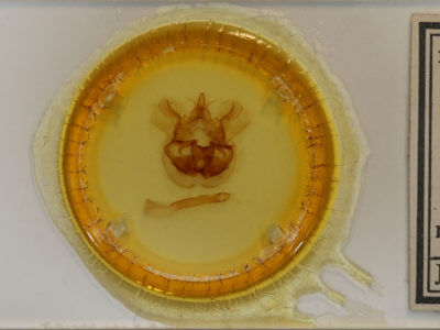 slide view of adult Cicinnus incerta