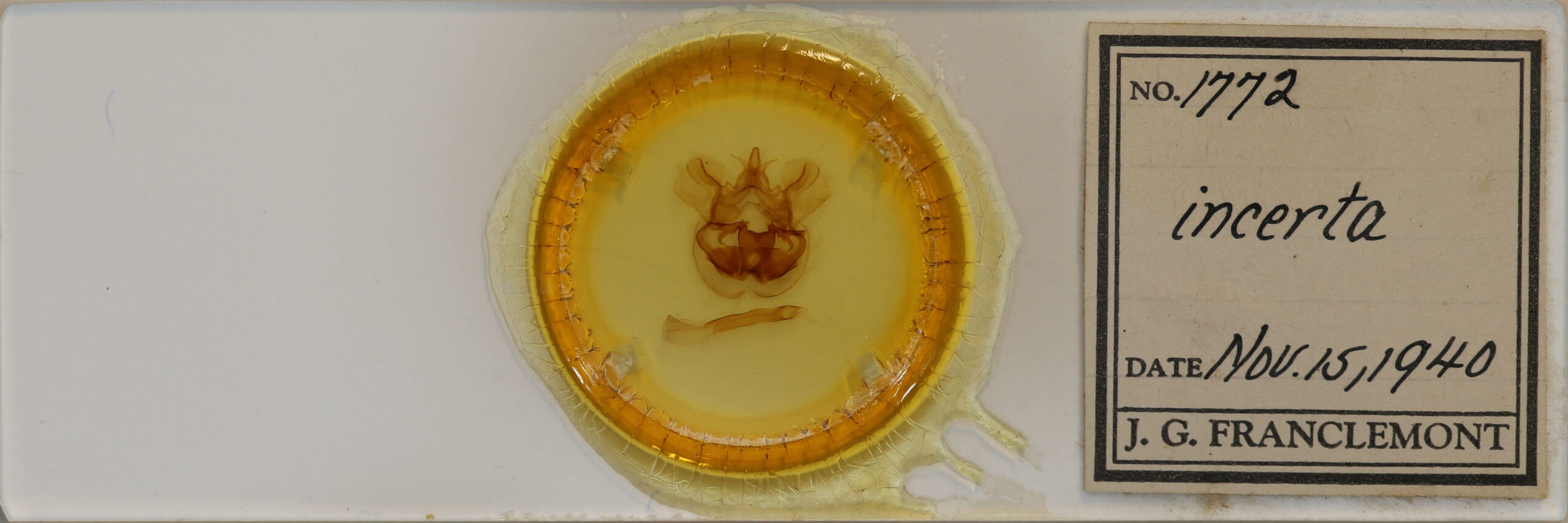 slide view of adult Cicinnus incerta