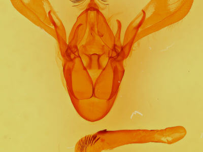 genitalia view of adult Cissusa spadix