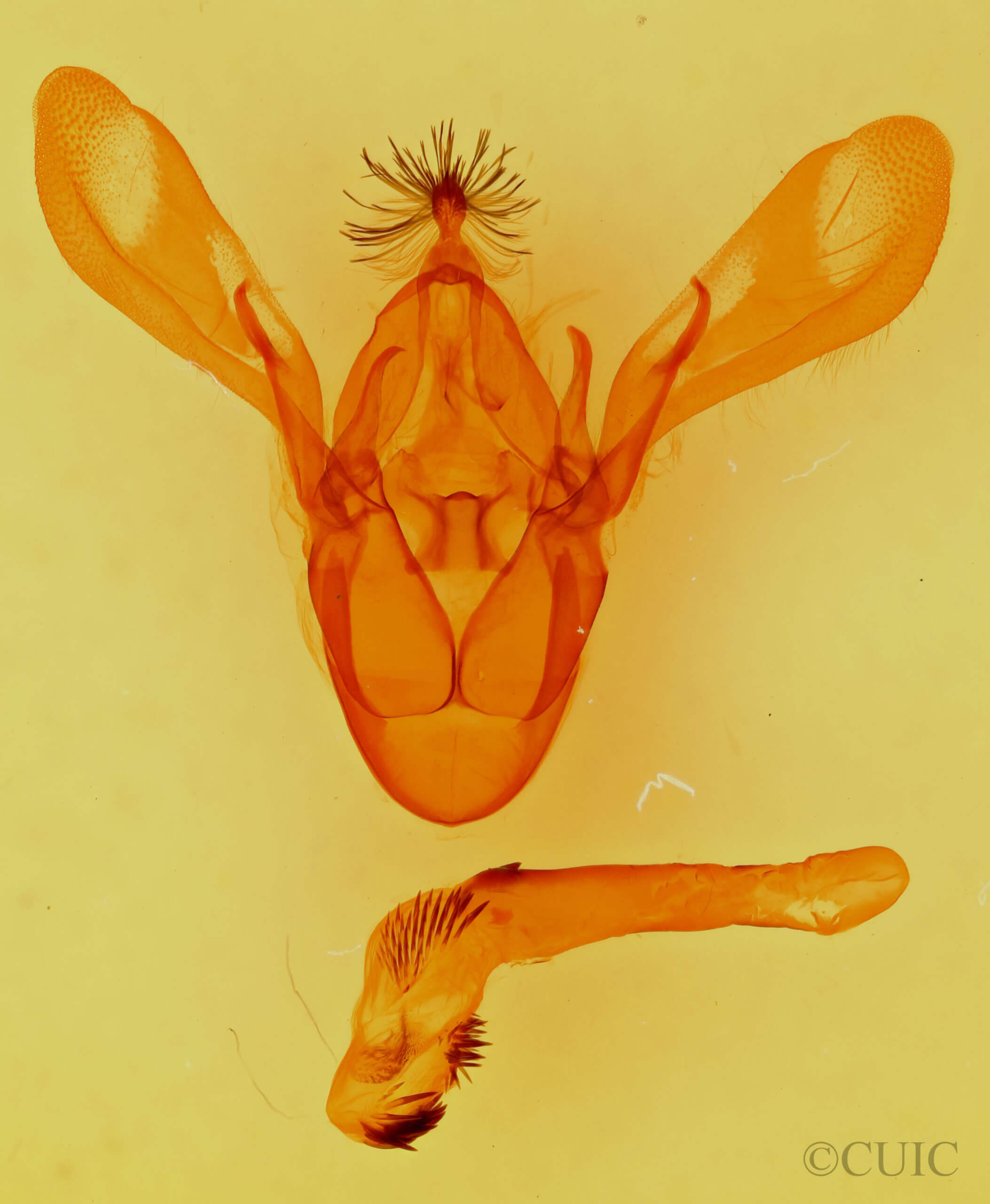 genitalia view of adult Cissusa spadix