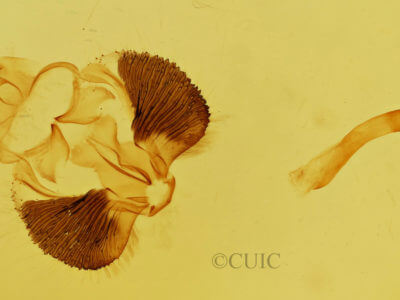 genitalia view of adult Clostera apicalis