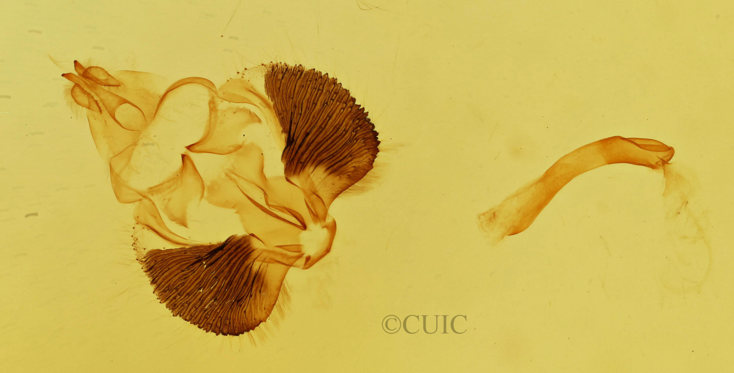 genitalia view of adult Clostera apicalis